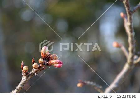 緋寒桜　蕾 15238999