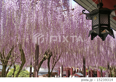 笠間稲荷神社の藤花 15239314
