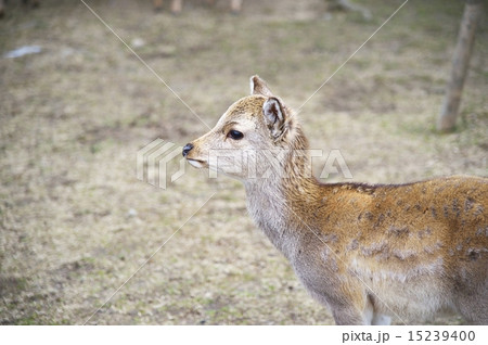 奈良公園の子鹿 15239400