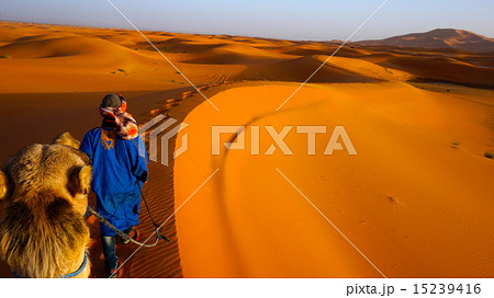 サハラ砂漠とラクダ 15239416