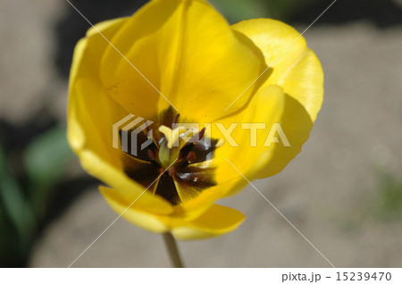 チューリップ　花びら 15239470