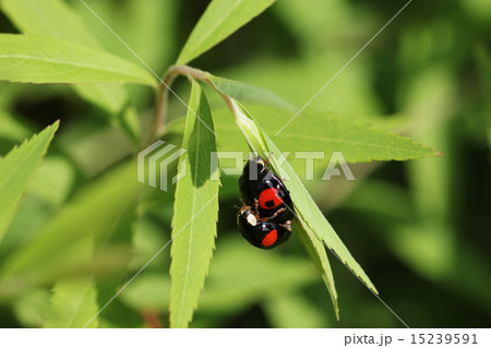 ナミテントウの交尾 ナミテントウの交尾 15239591