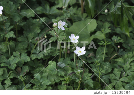 ニリンソウ 15239594