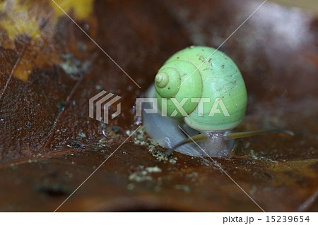 生き物 巻貝 アオミオカタニシ 陸に住むヤマタニシ科のかわいい巻貝ですの写真素材 15239654 Pixta