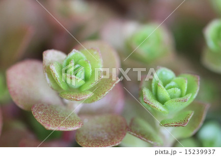 多肉植物 15239937