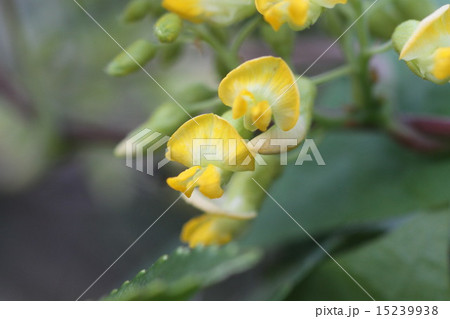 トキリマメ トキリマメ 15239938