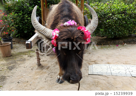 由布島の水牛 15239939