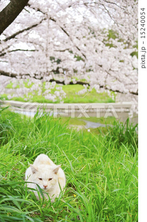 桜と野良猫 桜と野良猫 15240054