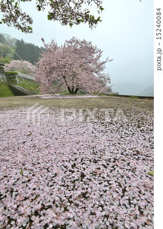 桜散る（徳島県美郷重楽寺釣鐘桜）の写真素材 [15240084] - PIXTA