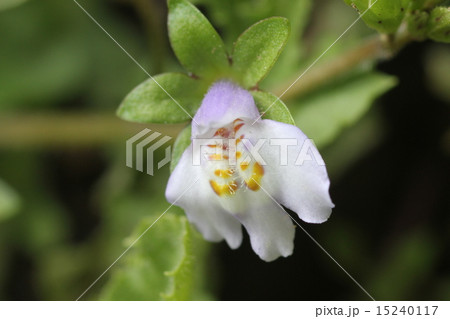 トキワハゼ 15240117