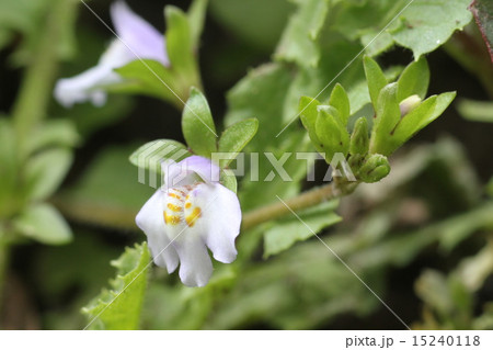 トキワハゼ トキワハゼ 15240118