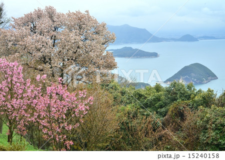 霧の紫雲出山の桜(香川県三豊市荘内半島紫雲出山)4 霧の紫雲出山の桜(香川県三豊市荘内半島紫雲出山)4 15240158