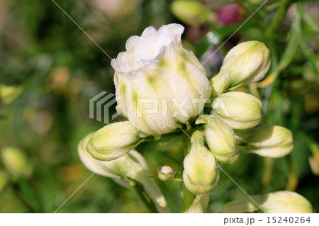 咲きかけの白いデルフィニウムとつぼみの写真素材