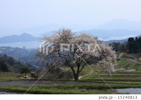 松尾の一本桜 15240813