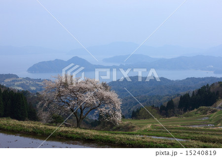 松尾の一本桜 15240819