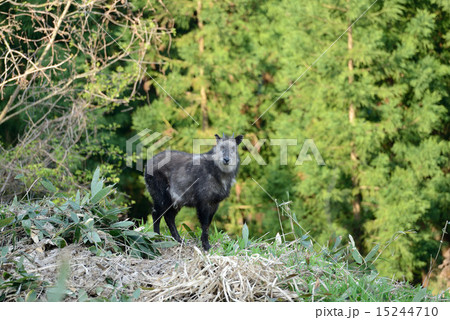 ニホンカモシカ 15244710