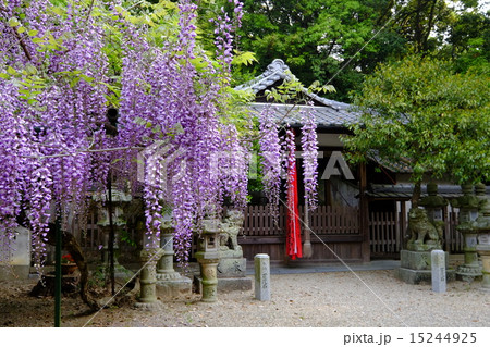 歌姫神社の藤（歌姫町） 15244925