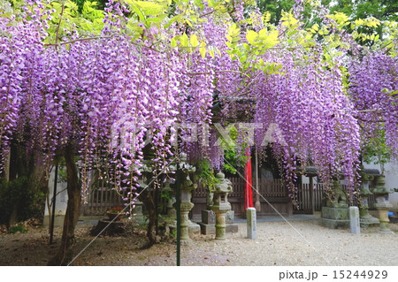 歌姫神社の藤（歌姫町） 15244929