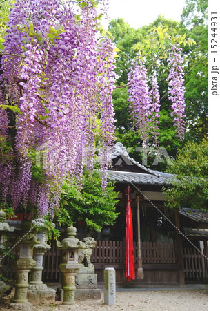 歌姫神社の藤(歌姫町) 歌姫神社の藤(歌姫町) 15244931