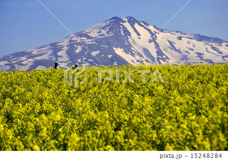 菜の花と鳥海山 菜の花と鳥海山 15248284