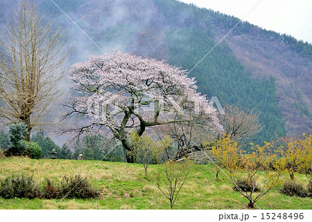 桜　１本／5本 霧の一本桜（香川県まんのう町）3の写真素材 [15248496] - PIXTA