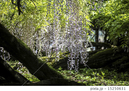 八女黒木大藤まつり 15250631