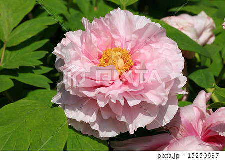 薄ピンクの春牡丹の花の写真素材