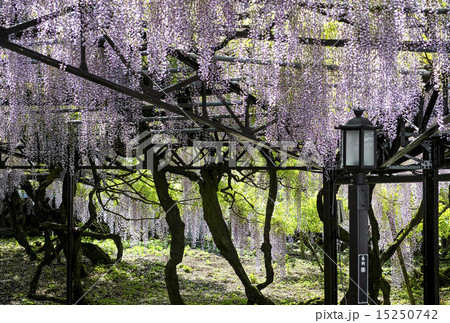 八女黒木大藤まつり 15250742