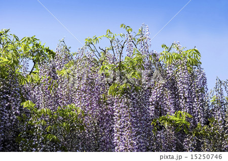 八女黒木大藤まつり 15250746
