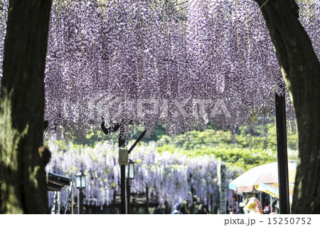 八女黒木大藤まつりの写真素材