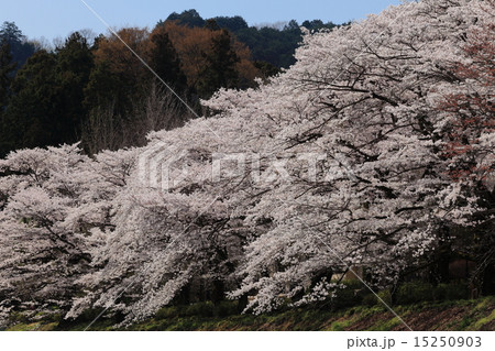 釜の淵公園の桜 釜の淵公園の桜 15250903