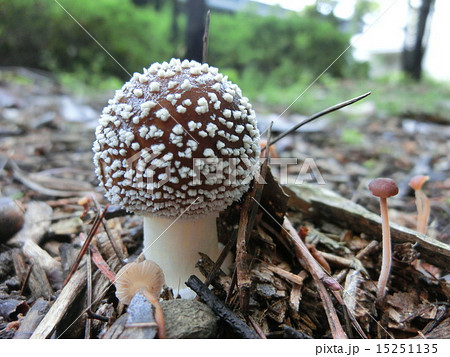 テングタケ 15251135