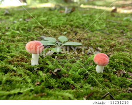 ニオイコベニタケ 15251216