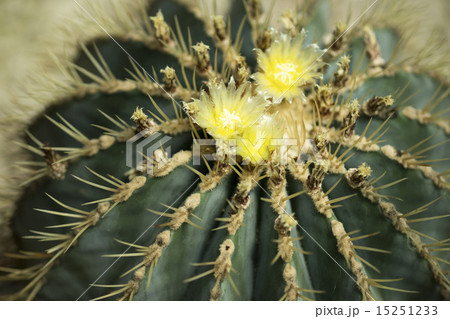 キンシャチの花 15251233