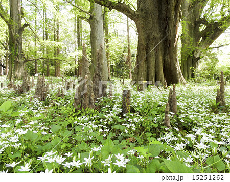 ラクウショウ 15251262