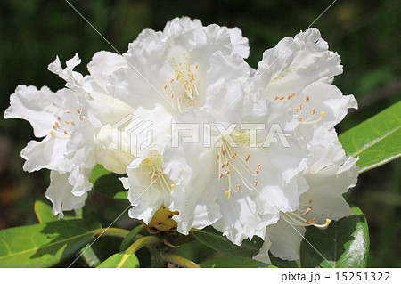 白いシャクナゲの花のアップの写真素材