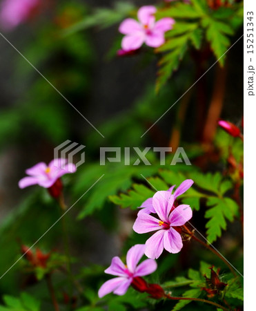 ヒメフウロ 15251343