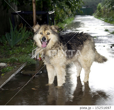 dog dog 15251697