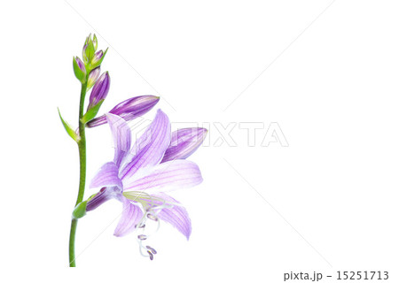 flowers on white flowers on white 15251713