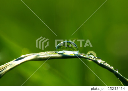 dew drop 15252434