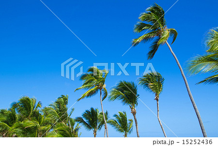 Palm tree Palm tree 15252436