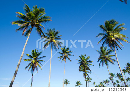 Palm tree Palm tree 15252543