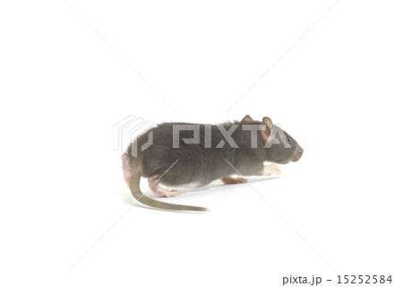 rat rat 15252584