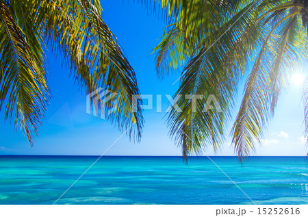 tropical sea tropical sea 15252616