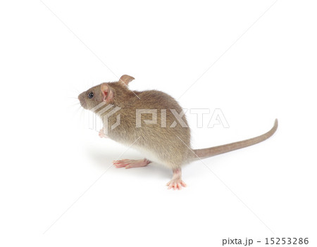rat rat 15253286