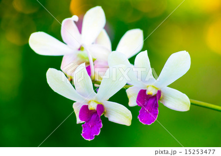 orchid orchid 15253477