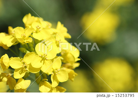 菜の花 15253795
