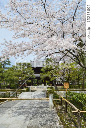 桜の建仁寺 15253802