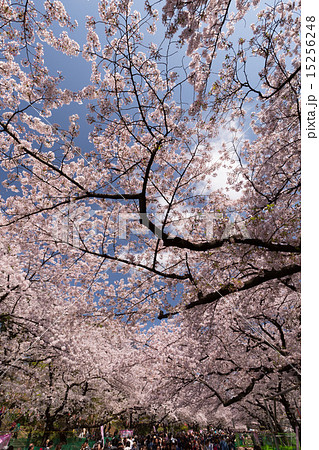 桜が満開の上野公園 15256248