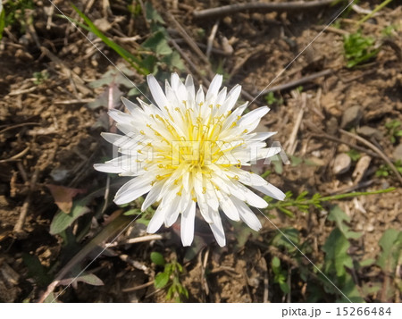 シロバナタンポポ シロバナタンポポ 15266484